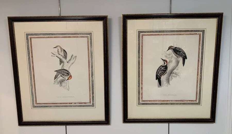 C19th framed Woodpecker prints
